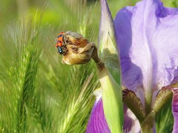 Close-up of butterfly pollinating on purple flower