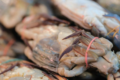 Close-up of fish for sale at market stall