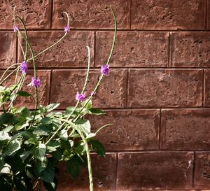 Close-up of plant against brick wall