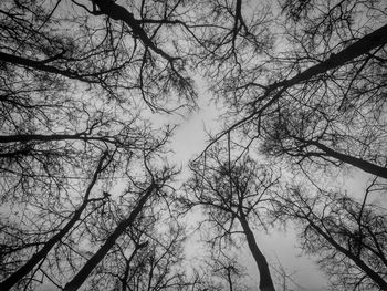 Low angle view of bare trees against sky