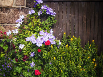 View of flowering plants in yard