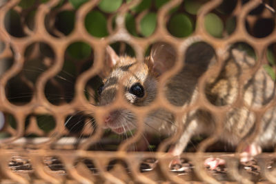 Close-up of an animal in cage