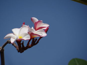 Low angle view of blue flower against clear sky