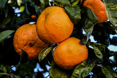 Close-up of oranges growing on tree