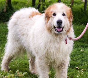 Close-up portrait of dog standing on grass