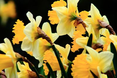 Close-up of bee on yellow flowers