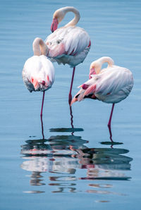 View of birds in lake