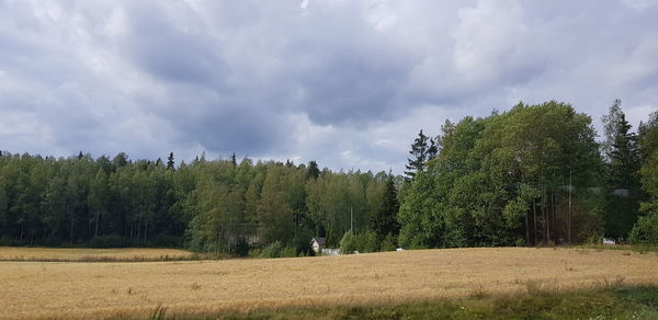 Trees on field against sky