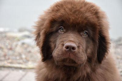 Close up look at a fluffy chocolate brown newfoundland puppy dog.