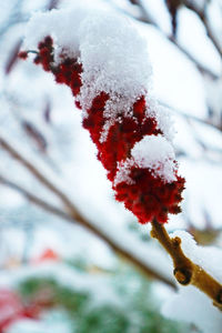 Close-up of frozen tree branch during winter