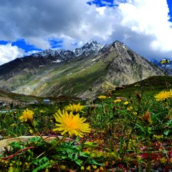 Low angle view of flowers against sky