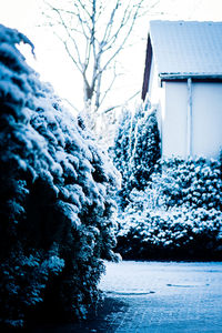 Snow covered tree by building against sky