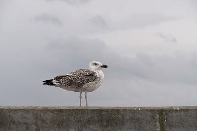 Seagull perching on wall