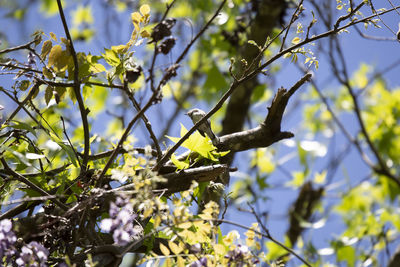 Low angle view of bird on branch of tree