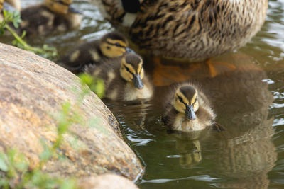 Mallard duckling swimming in lake