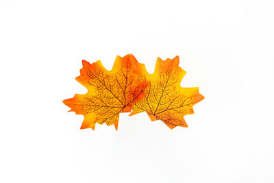 Close-up of maple leaves on white background