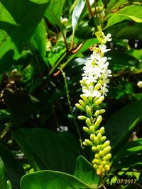 Close-up of plant growing in farm