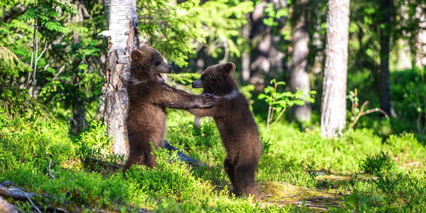 Young bears standing by tree in forest