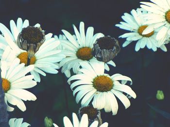 Close-up of flowers blooming outdoors