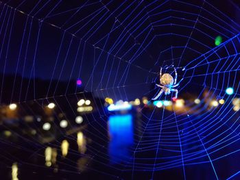 Close-up of spider on web