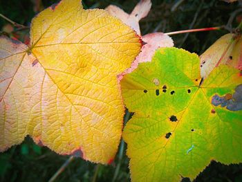 Close-up of maple leaves