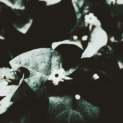 Close-up of leaves