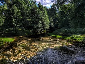 Stream amidst trees in forest against sky