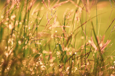 Close-up of plants growing on field