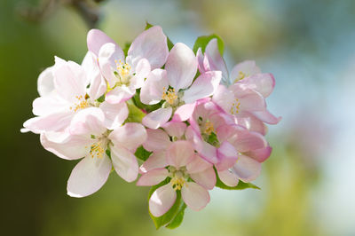 Close-up of pink flowers