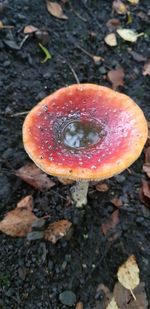 High angle view of fly agaric mushroom on field