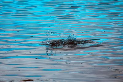 High angle view of duck under water