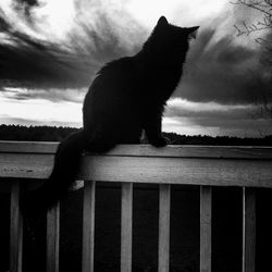 Cat sitting on railing against sky