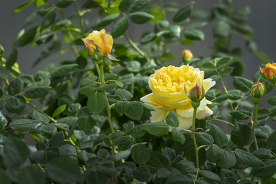 Close-up of yellow rose