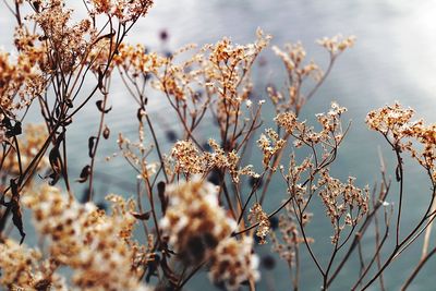 Close-up of plants against blurred water