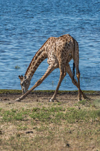 Giraffe standing by lake on sunny day