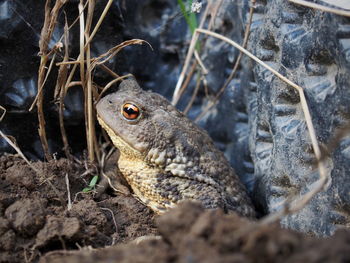 Close-up of lizard