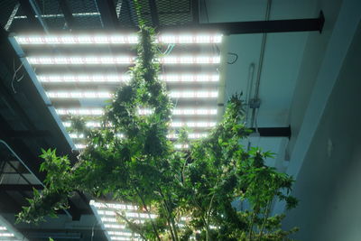 Low angle view of tree
