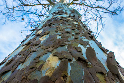 Low angle view of bare tree against sky