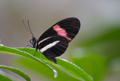 Butterfly on leaf