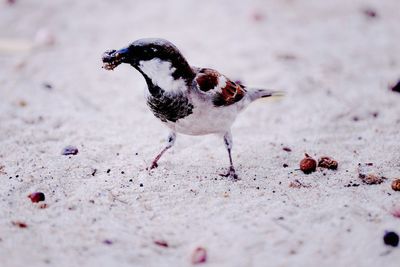 Close-up of dead bird on sand