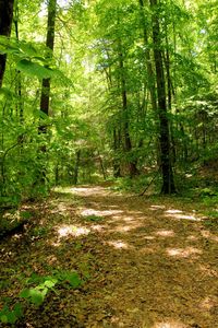 Footpath in forest