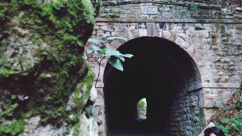 Tree against stone wall