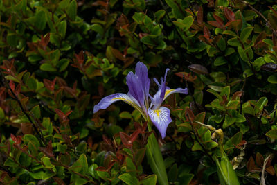 Close-up of purple flowers