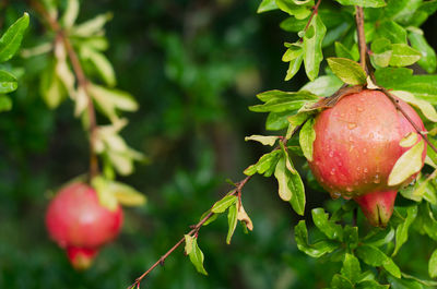 Close-up of apple growing on tree