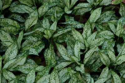 Full frame shot of leaves