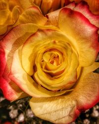 Close-up of rose flower