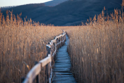 Rear view of man walking on boardwalk