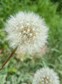 Close-up of dandelion flower