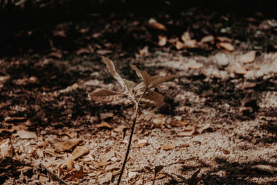 Close-up of dry leaves on ground
