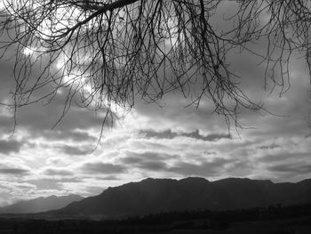 Close-up of tree against cloudy sky